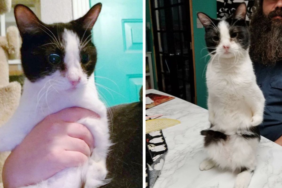 Woman Saves "Special abled" Cat that No One Wanted and Turns Her Life Around...