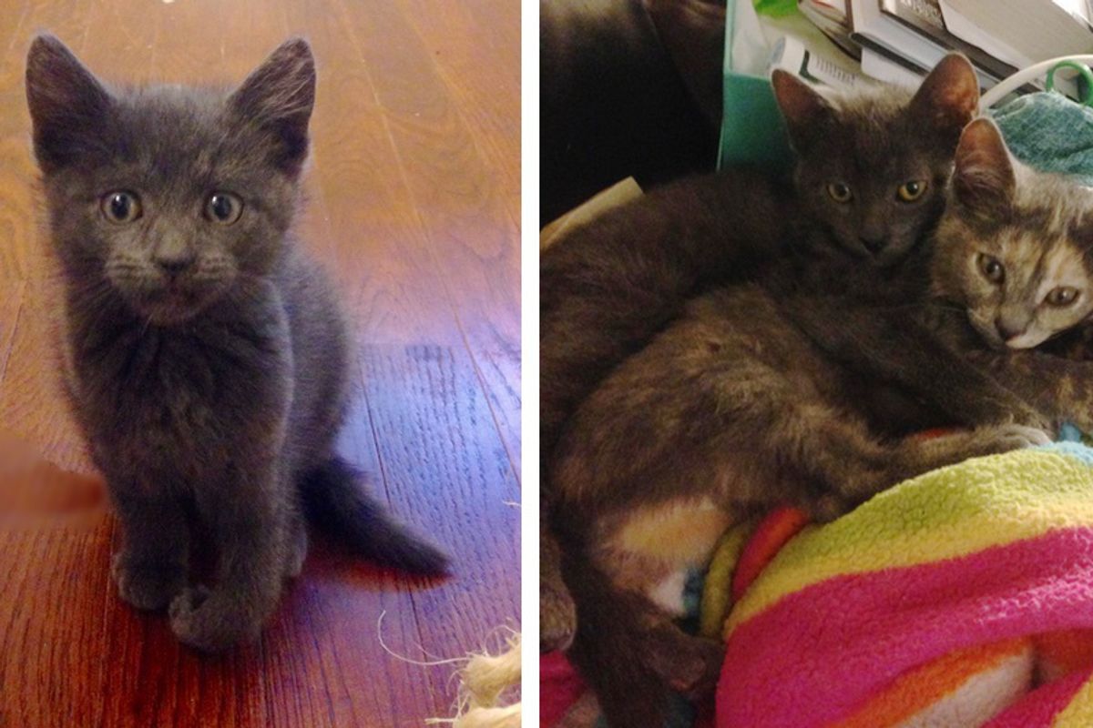 Rescue Kitty Helps a Tripawd Kitten Heal with Cuddles and Purrs...