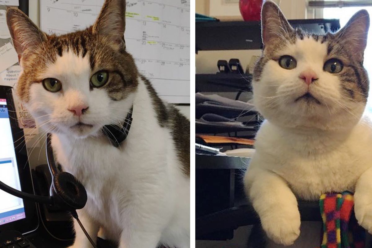 9-year-old Cat Has Important Job at Animal Hospital and Has Saved Many Lives