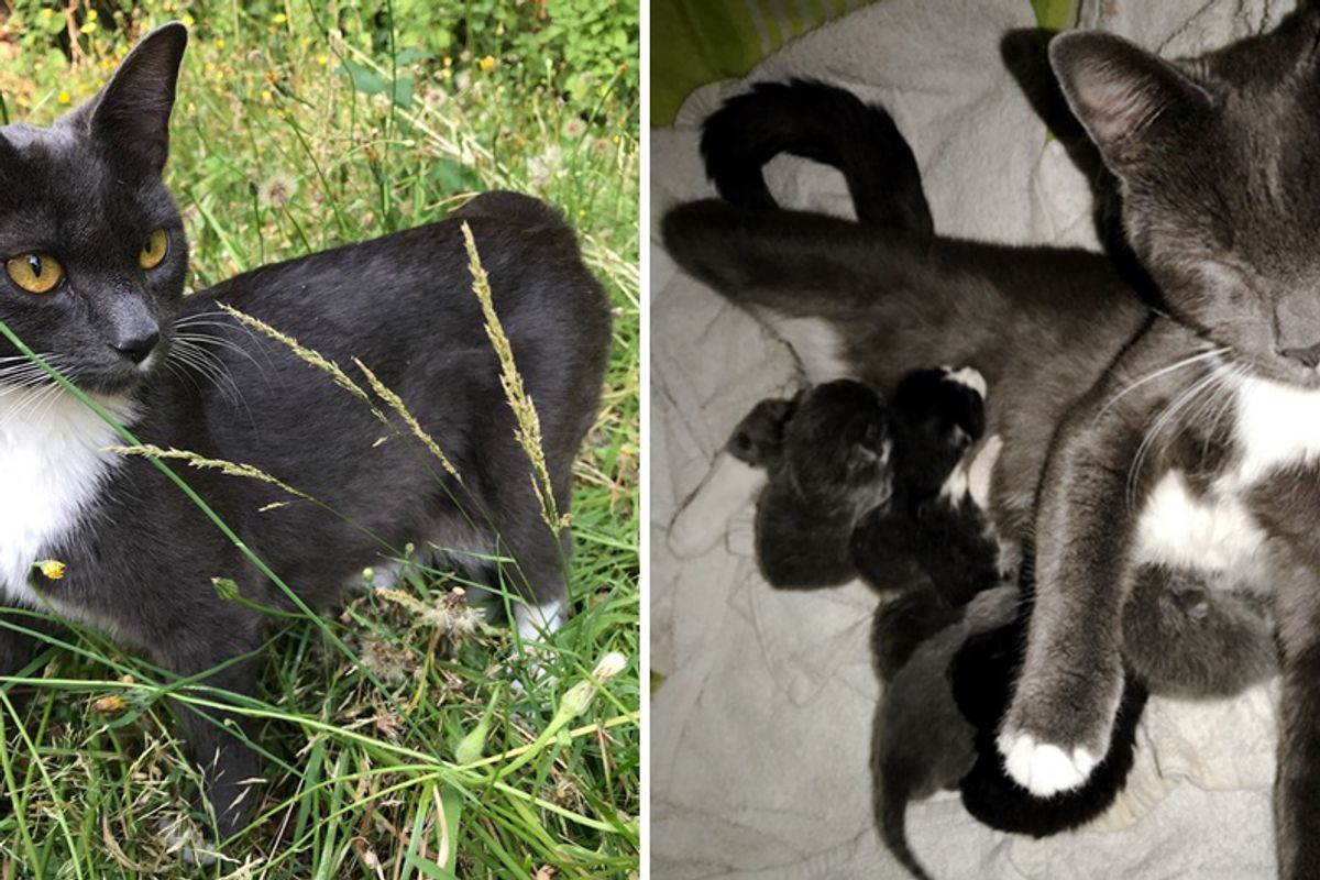 Stray Cat Adopts a Family and Surprises Them With Many Tiny Furballs...