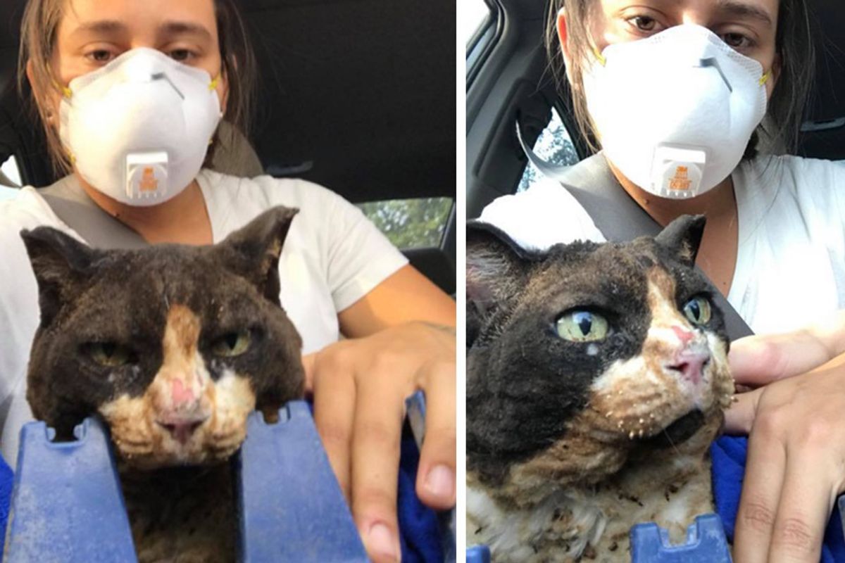 Women Go Back to Save Cats After the Fires and Help Them Every Way They Can