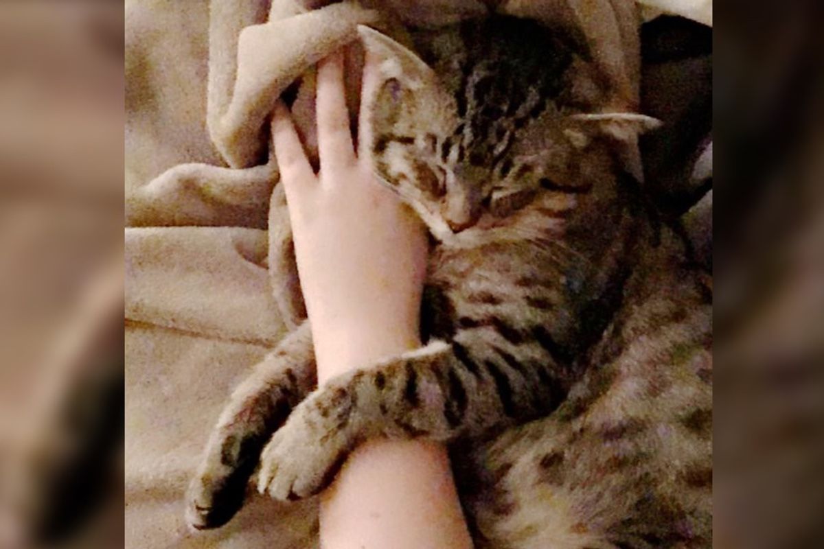 Cat So Shy He Hides in Shadows From Everyone At Shelter, But One Week After Adoption…