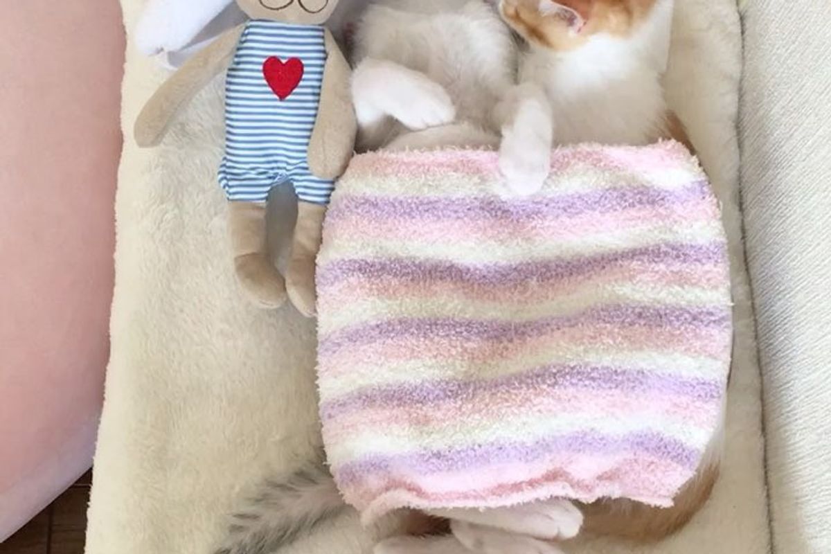 Family Saves 2 Kittens and Gives Them IKEA Bed - They Grow Up Napping in It In These Adorable Photos