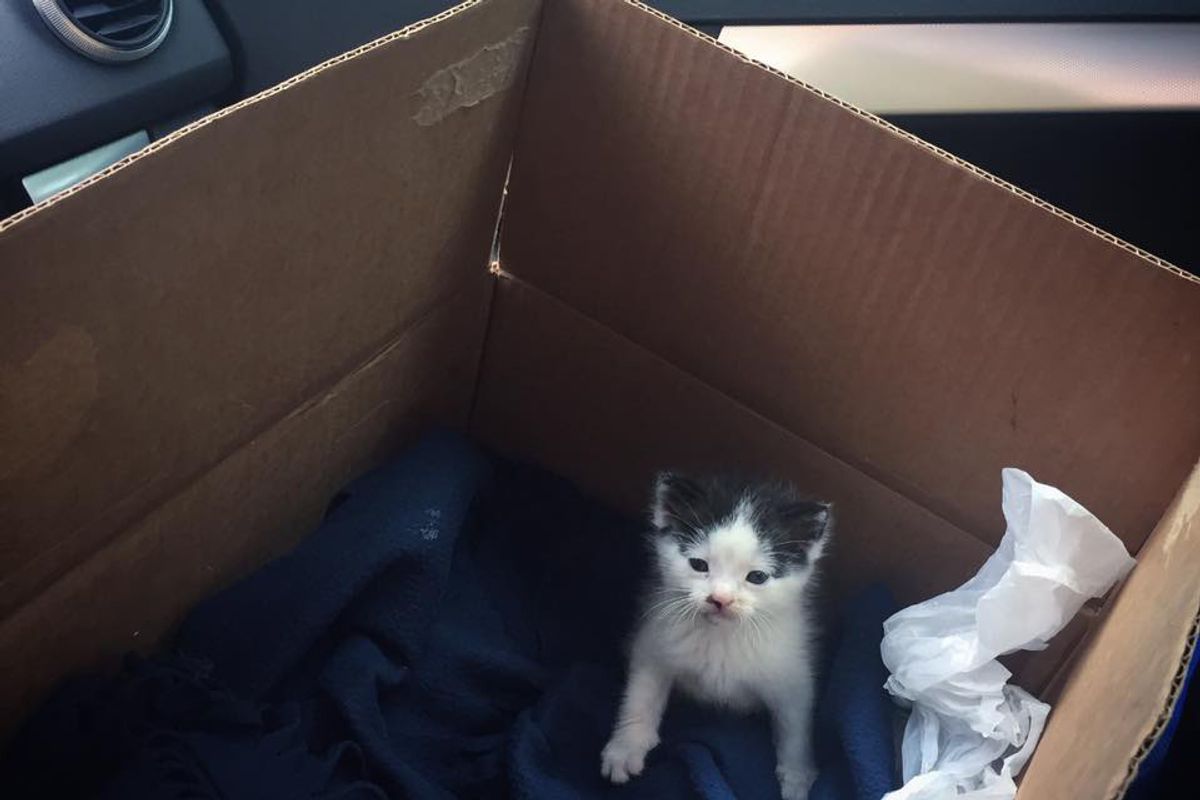 Woman Finds Tiniest But Loudest Kitten in Front of Store, Meowing for Love...