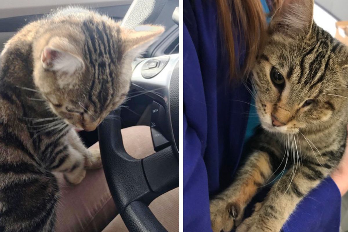 Cat Jumps Into Woman's Car and Her Lap - Turns Out She Is Looking for Help...