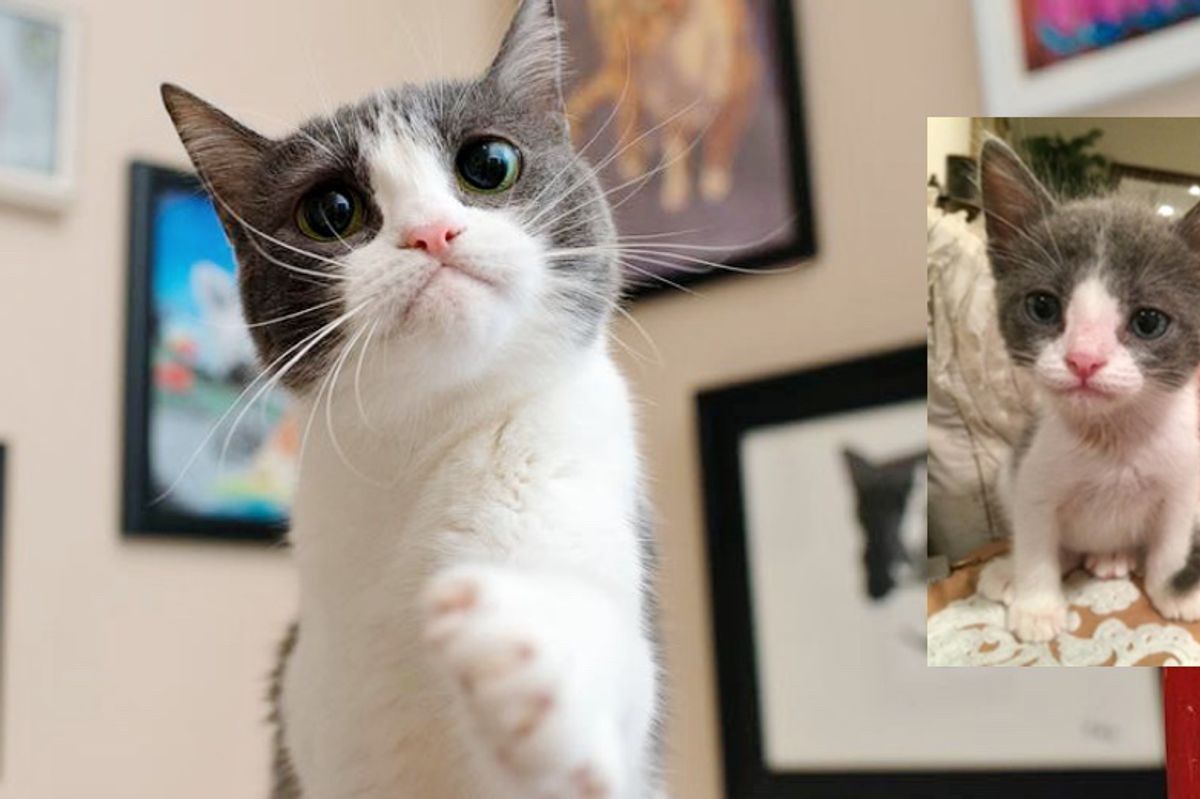 Shy Kitty Who Hid From Everyone, Finds Her Sass When She Meets Someone She Loves