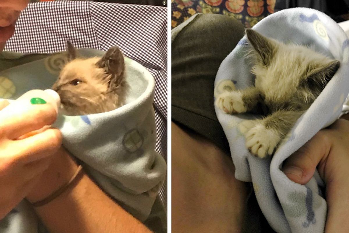 Family Saves Kitten Found in a Ditch and Raises Her into a Cuddlebug