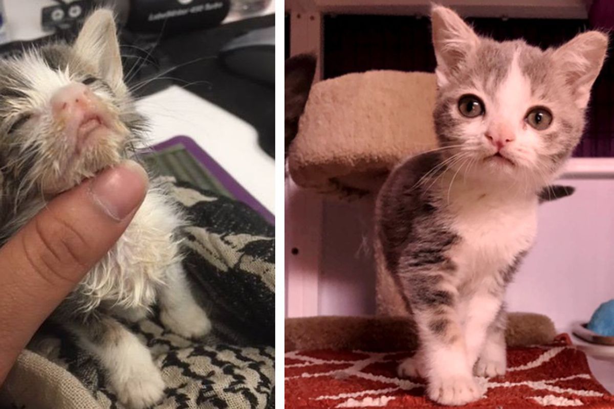Rescuers Bring Kitten Back From the Brink and Notice Something Very Special About Him...