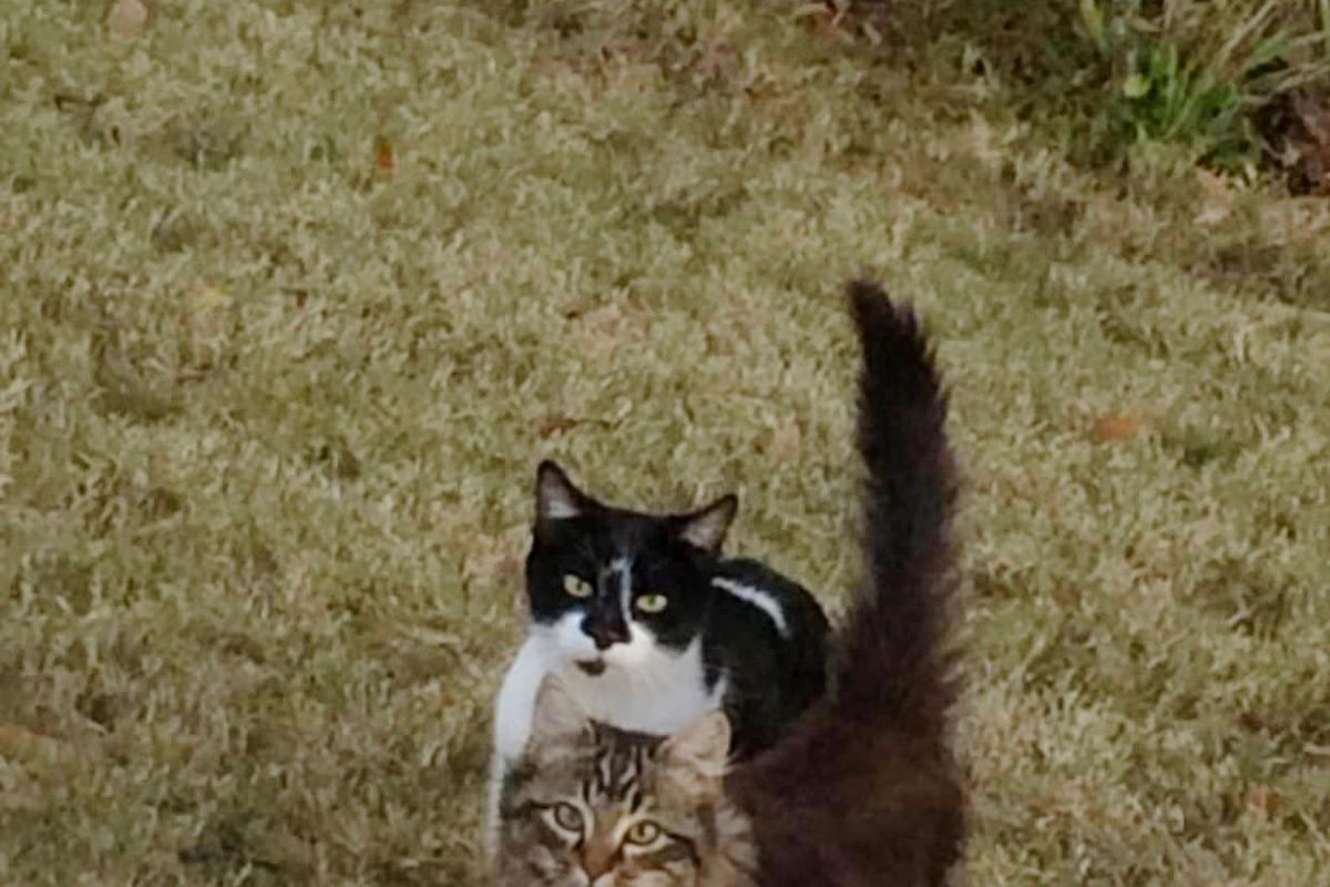 Feral Cat Brings Her Son to Woman Who Fed Her, and Surprises Her With 4 More...