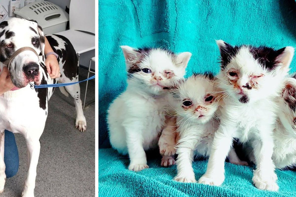 Kittens Regain Eye Sight After Getting Help From A  Big Doggy Donor and Rescuers...