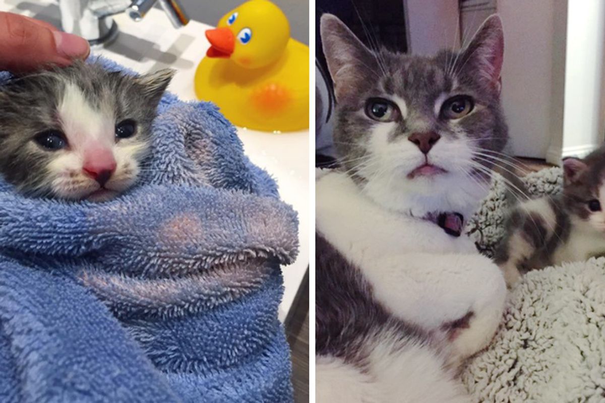 Orphaned Kitten Left in Alley Finds Grandma Cat to Love in These Beautiful Photos...