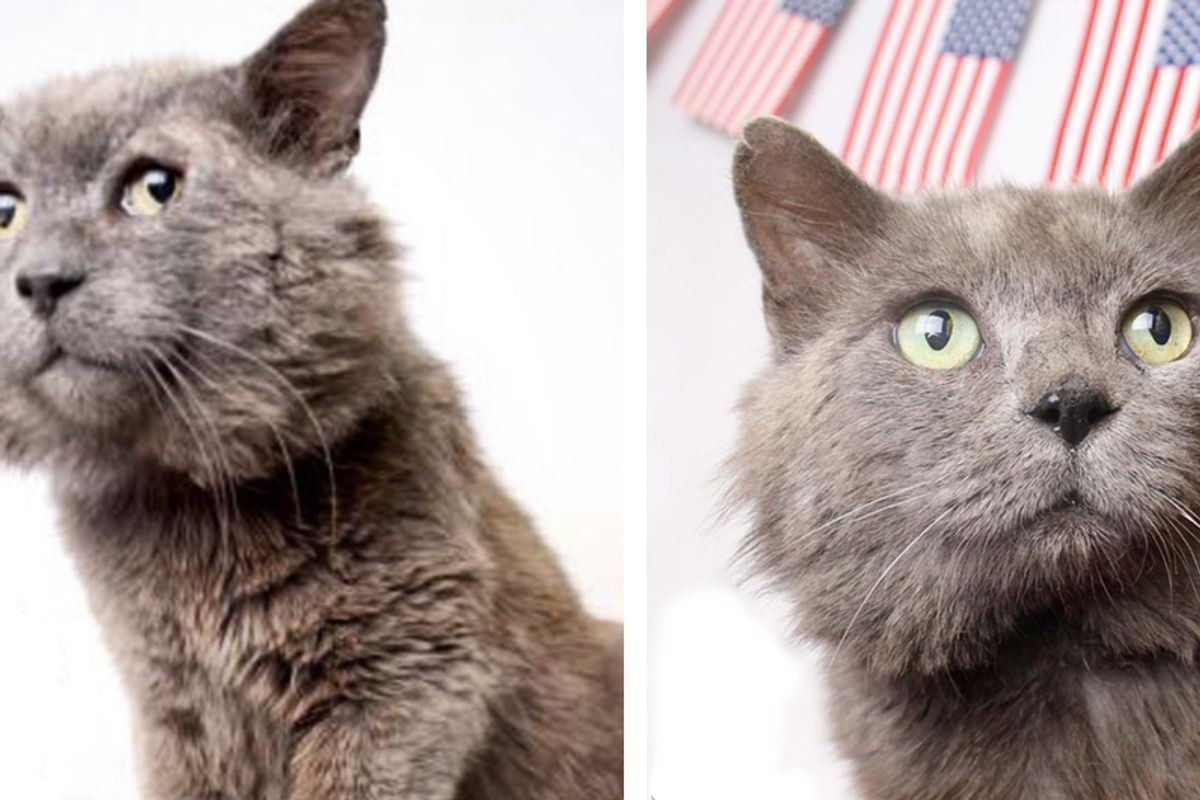 Cat with Chubby Cheeks Lets Out Loudest Purr When He Feels Loved After 9 Years...