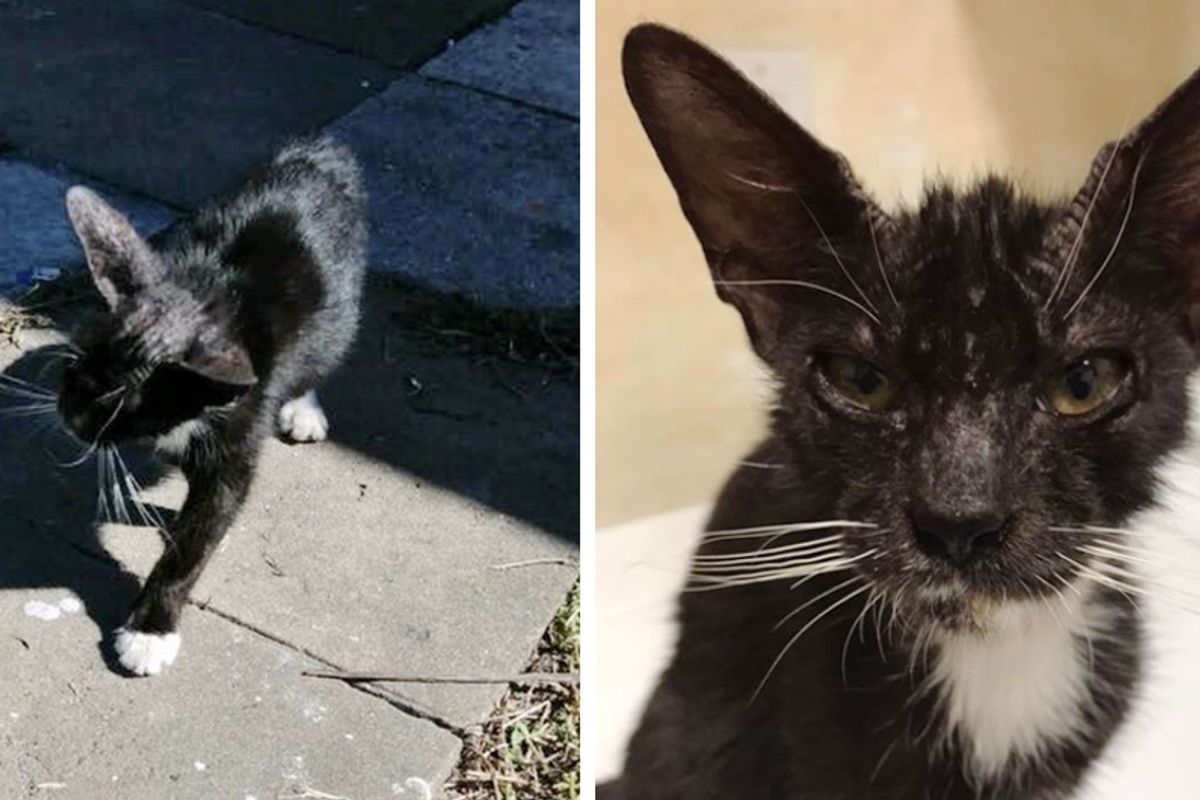 Cat With Large Ears Knew She Needed Help - So She Stopped Woman in Backyard