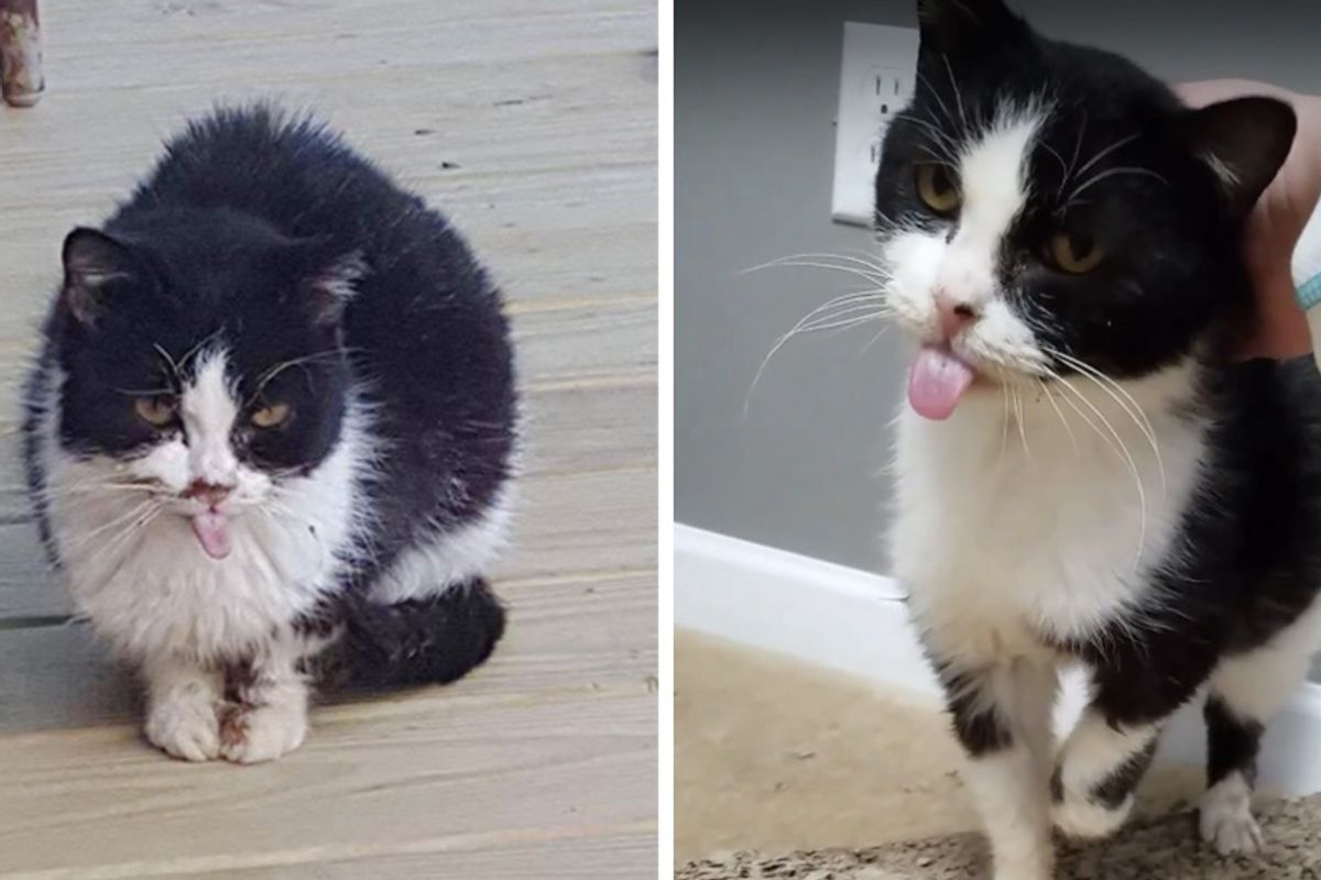 Couple Saves Frightened Feral Cat and Turns Her into Snugglebug - 8 Months After Rescue…