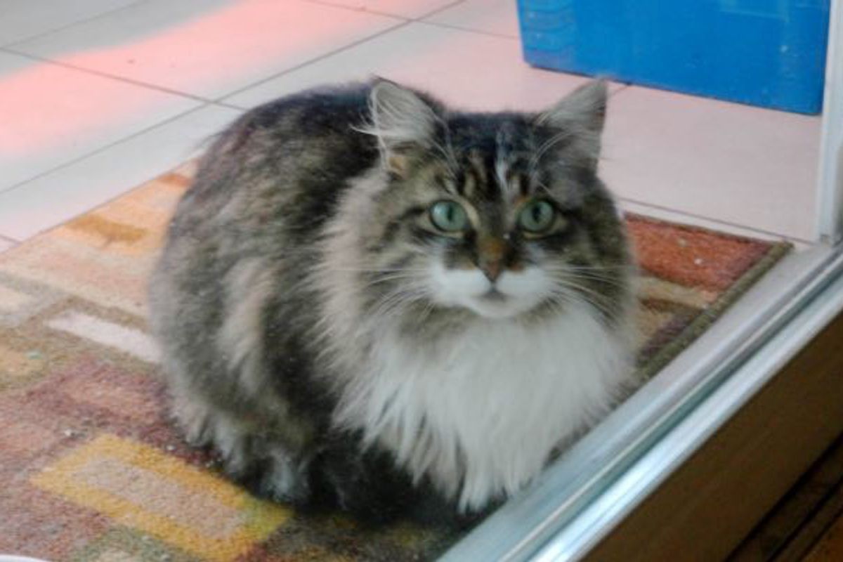 Family Finds Ingenious Way to Keep Feral Cat Mom and Her Kitty Warm from Bitter Cold...