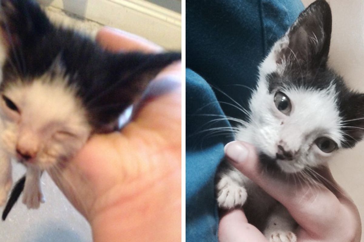 Family Surprised to Find Kitten Wrapped in Napkin on Their Doorstep, Now a Few Weeks Later...