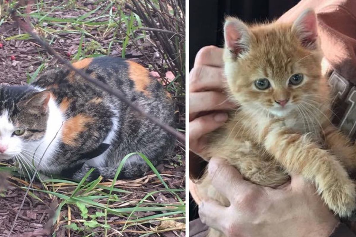 Stray Mama Cat Leads Woman to Save Her Kitten Trapped In Storm Drain...