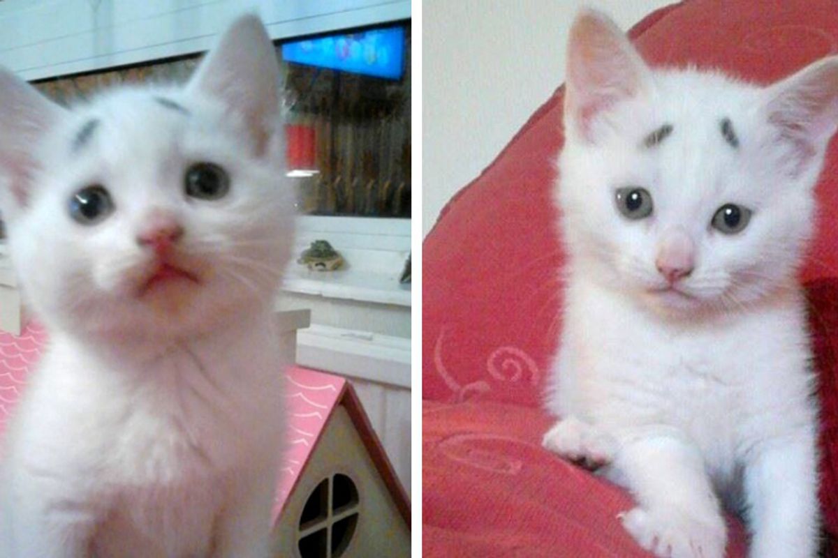 Kitten With a Pair of "Worrisome Eyebrows" Grows Up to Be a Handsome Cat!
