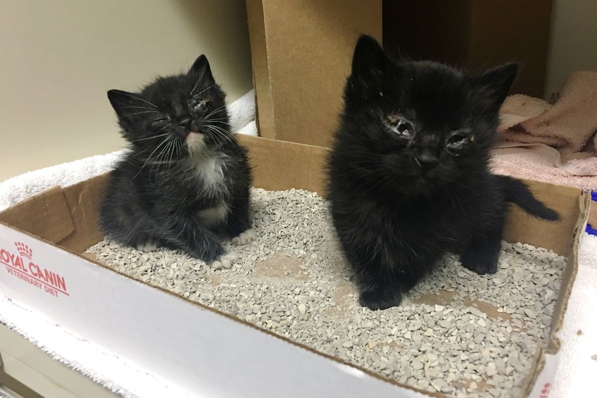 Woman Saves Sibling Kittens While Others Decided to Give Up, and Raises Them into Gorgeous 'Panther' Kitties...