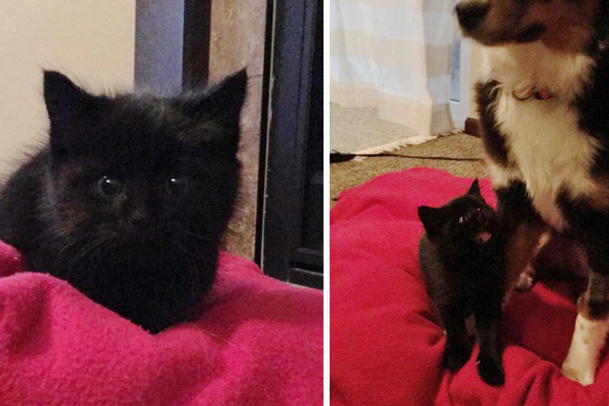 They Try to Find Roadside Kitten a Home But The Kitty Snuggles Up to Their Dog and Won’t Let Go…