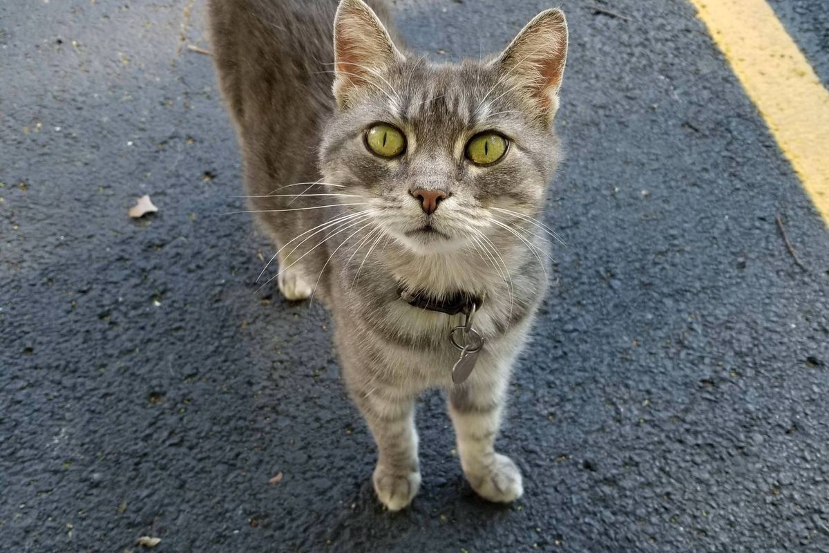 Man Lets Dumpster Kitty Sleep In His Car and Has Been Caring For Her for 6 Years…