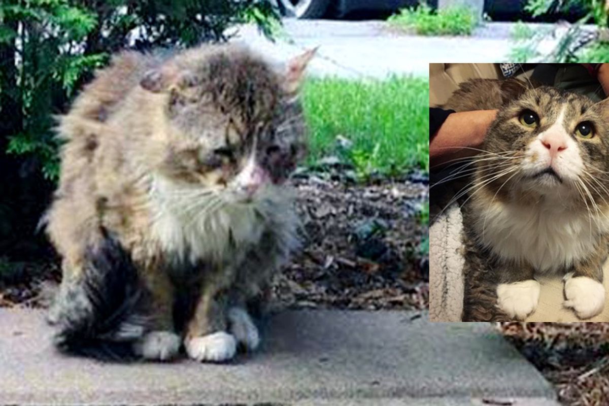 Cat Lived a Rough Life Finds Love and Gets Happiness Back into His Beautiful Eyes...
