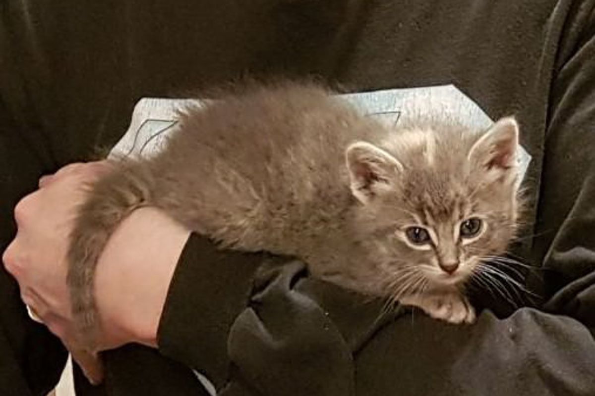 Man Hears Meowing and Finds Kitten Under Car, Trying to Attack His Shoe...