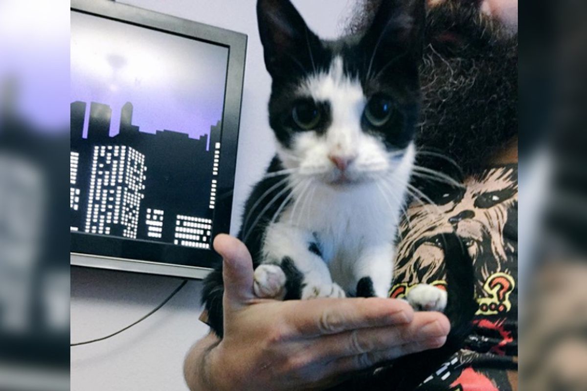 Doll-sized 13-year-old Cat Rescued From Death Row Tells Her Humans Every Day How Happy She is...