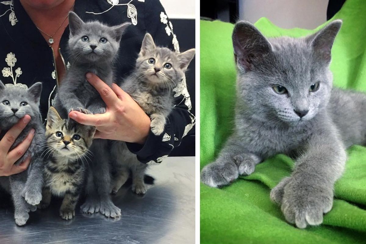 Man Saves Kittens From Industrial Site and Surprised to See Some of Them With Giant "Bear" Paws...