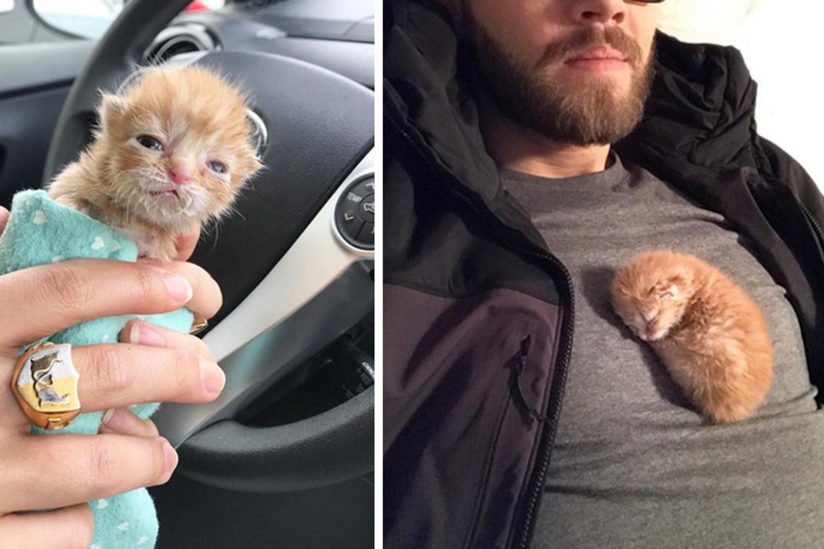 Tiny Kitten Brought To Store in Tissue Box Gets Her Life Turned Around With Love..