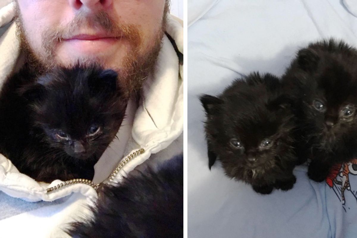 Man Heard Chirps Under His House, Found Tiniest Furballs and Raised Them into Magnificent Cats...