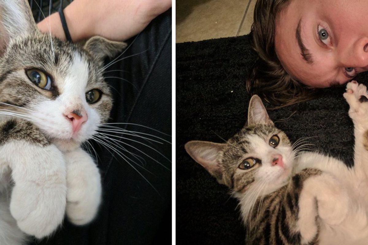 Man Captures Moments of Him Being Chosen By a Stray Cat Who Refuses to Leave Him...