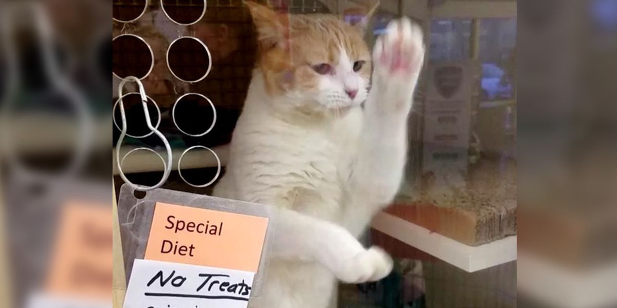 Cat Can't Wait Any More So She Takes Matters Into Her Own Paws To Get ...