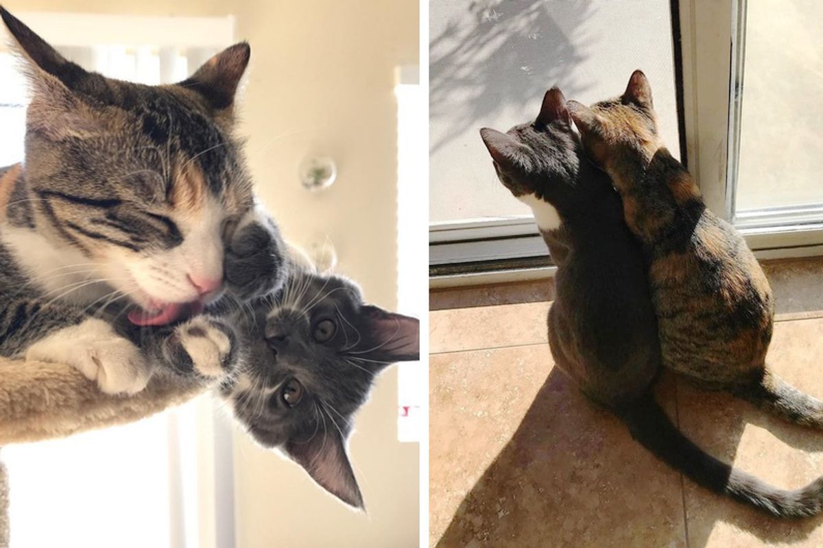 Motherless Kitten Finds New "Sister" and Won’t Stop Cuddling