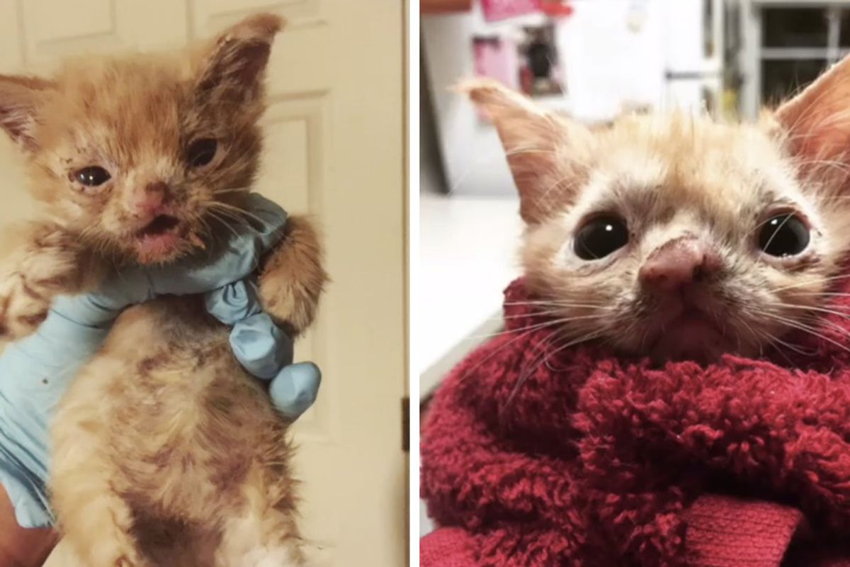 Vet Student Saves Special Kitten and Brought Her Back From the Brink, Now Months Later...