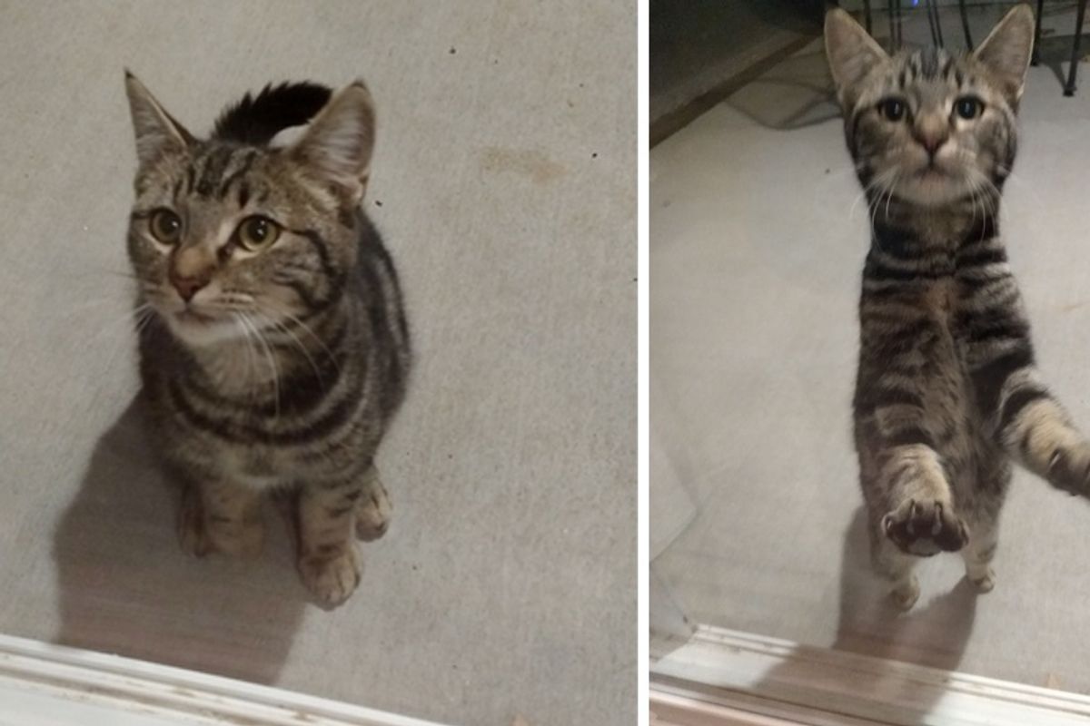 Shy Cat Comes To Family’s Backyard, Nervously Trying to Get Help…