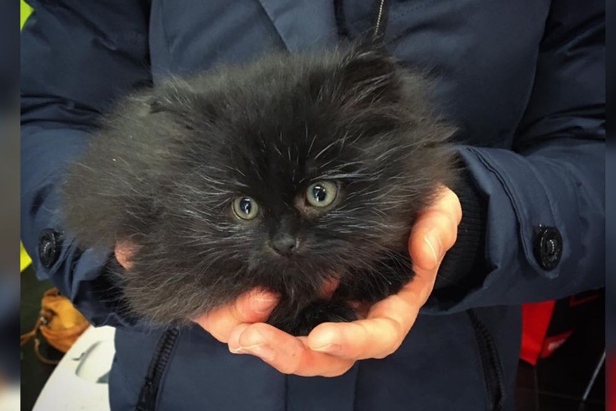 Woman Never Stops Searching for Alley Kitten Despite That Others Think She May Never Find Her…