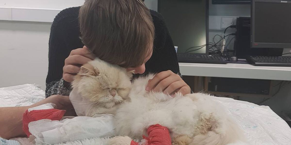 Cat Saved Boy with Autism and Now He's Trying to Save the Kitty Back ...