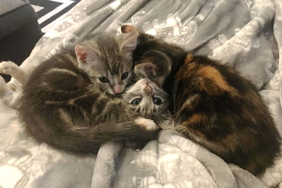 Kittens Found Under Porch Cuddle With Their Special Needs Brother, Keeping Him Comforted...