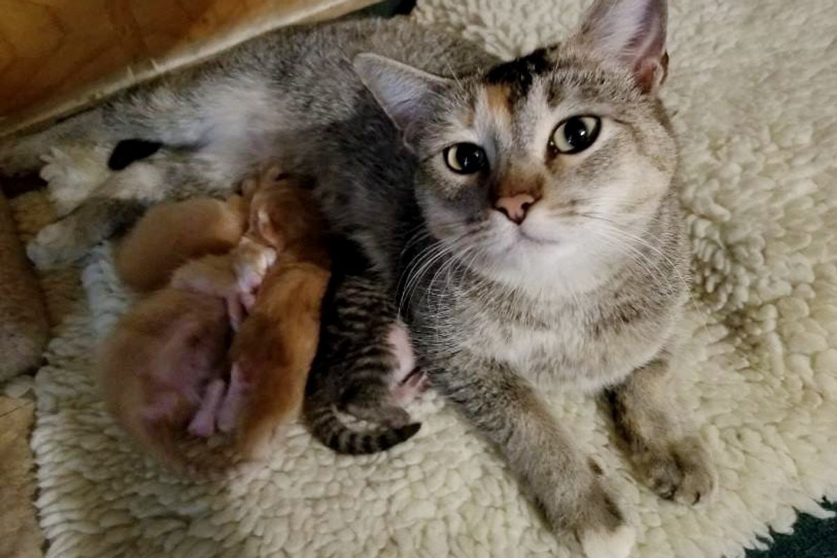 Man Comes to Work to Find Stray Cat Who Picked Their Place to Have Babies on Thanksgiving Eve