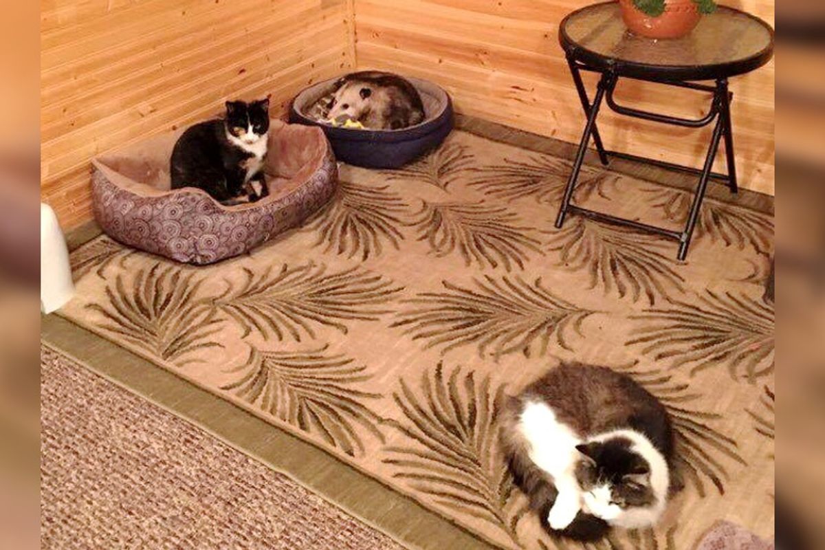 Kind Grandma’s Been Caring for a “Kitty Imposter” and Thinks He’s a Neighborhood Cat