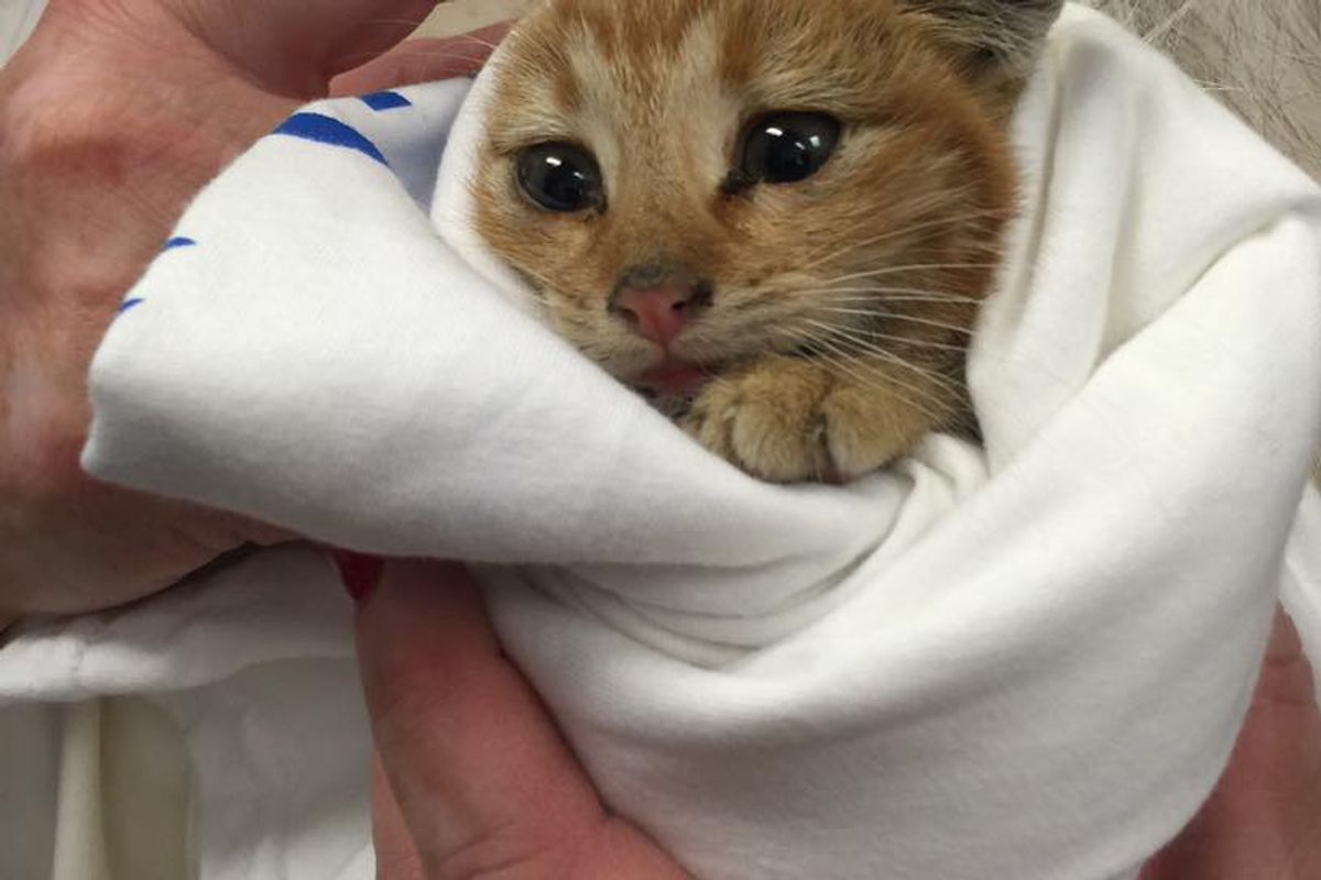 Couple Heard Tiny Chirps From Dumpster and Found Kitten Crying for Love