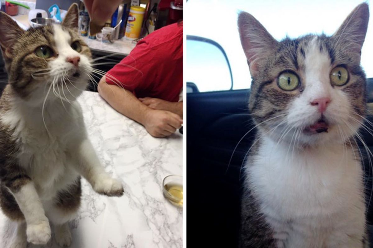 20 Year-old Cat is Epileptic, Missing Teeth With Bad Memory But She Tells Everyone How Happy She Is Every Day!