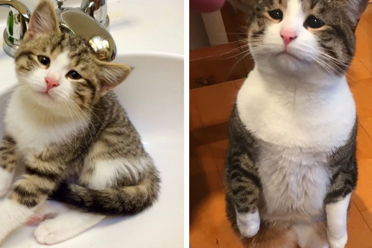 Feral Kitten With Sorrowful Eyes Steals Couple's Hearts and Learns to Love