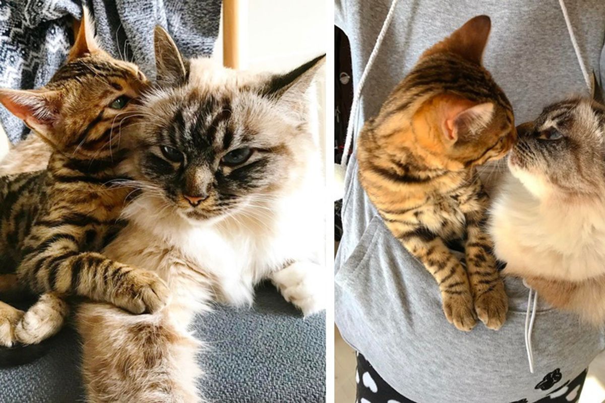 Shy Cat Meets Overly-attached New Kitten Who Is Determined to Get Her to Love Him