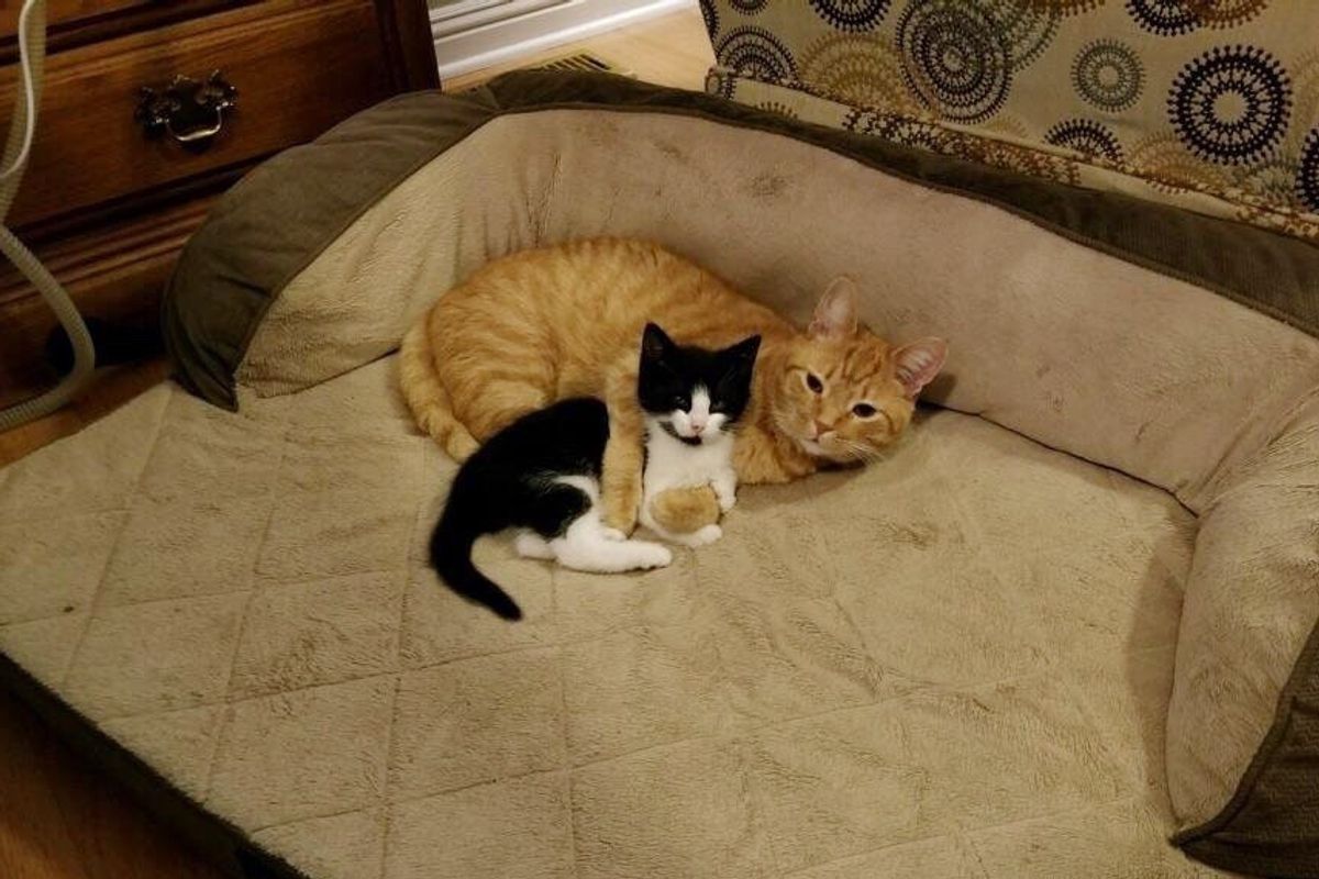 They Were Looking For a Home for Stray Kitten But Their Orange Cat Took Matters Into His Own Paws