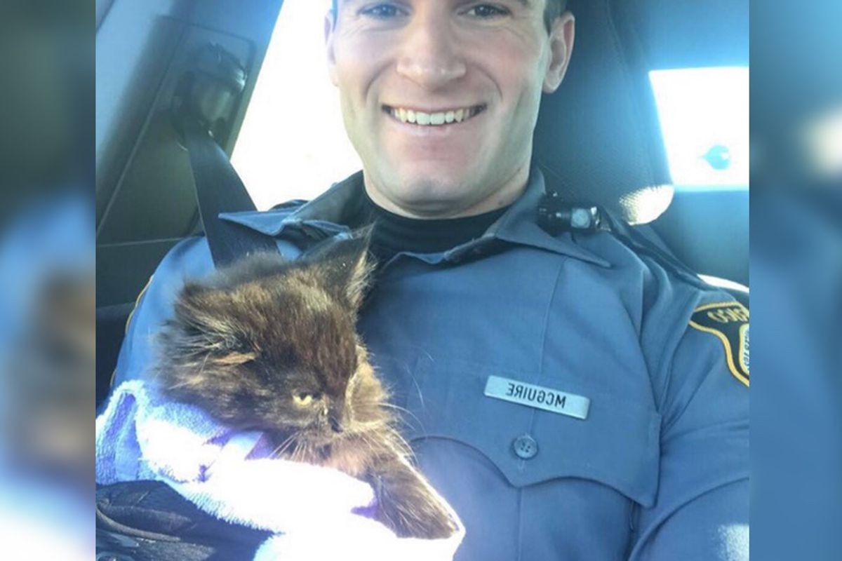Officer Calms Frightened Kitten With "Kitty Voice" After Rescuing the Kitten From Traffic