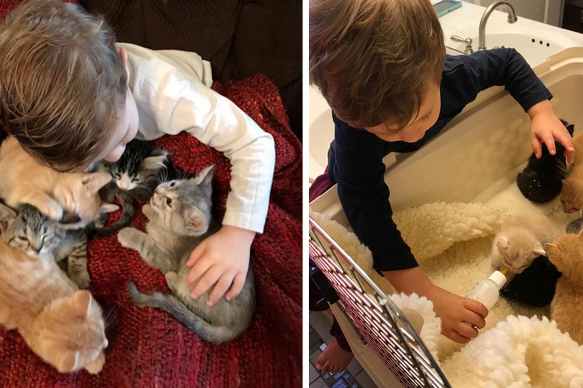 2-Year-Old Boy Loves Foster Kittens So Much He Becomes Most Dedicated Kitten-sitter