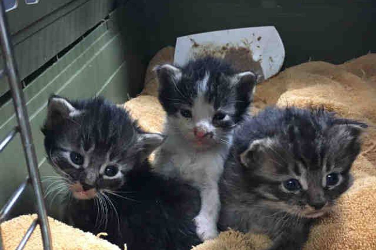 Box of Kittens Rescued From Rubble After Devastating Wildfire in Southern California
