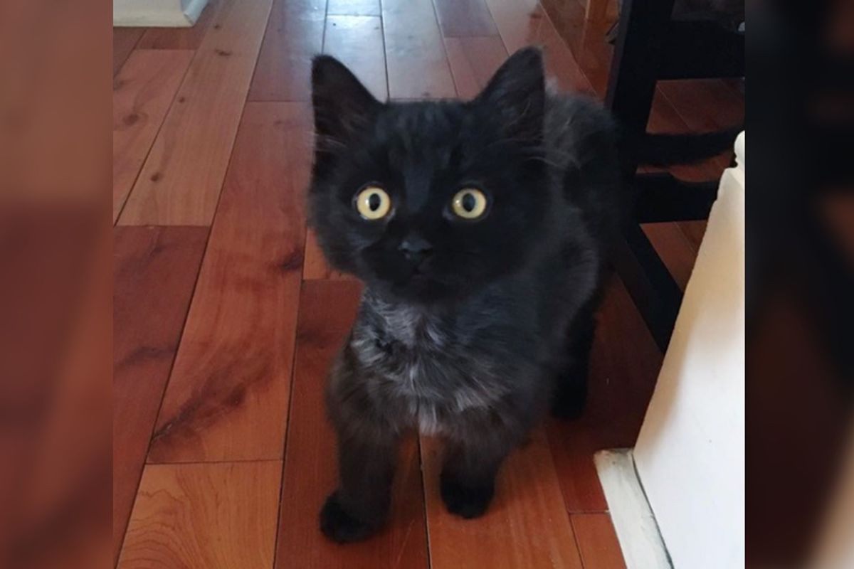 Kitten Knew He Needed Help So He Meowed Under Family’s Balcony